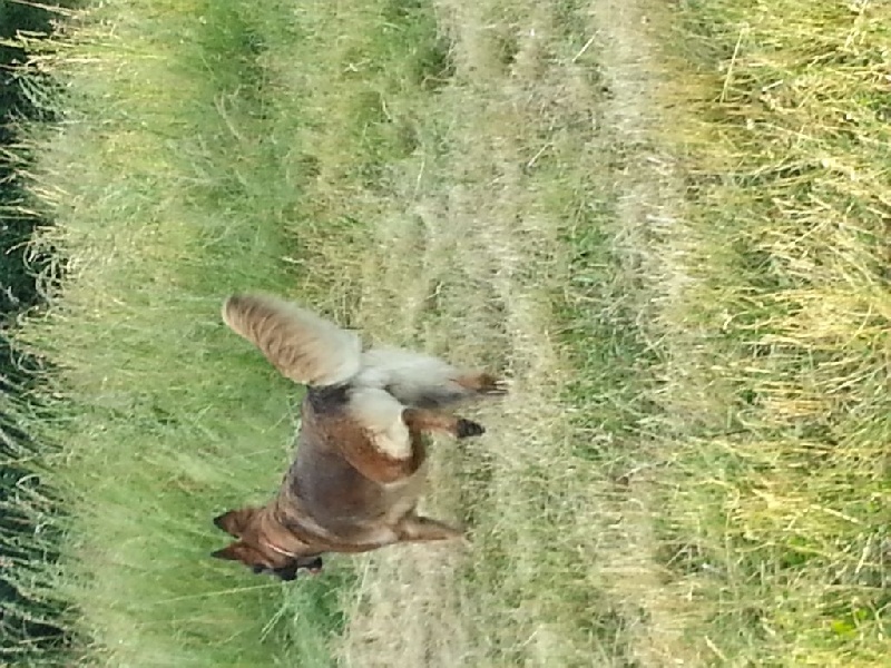 I'nikita Des Flèches De Yuma