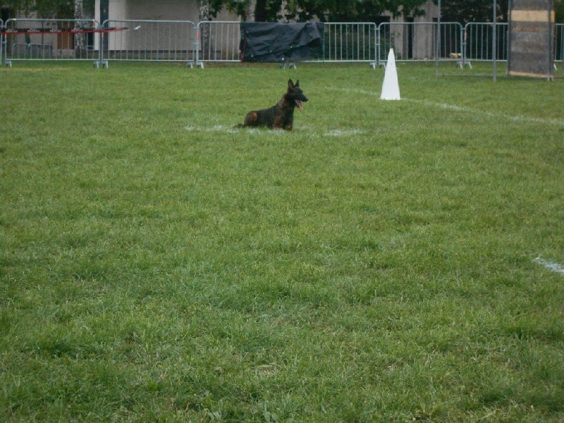 Dog John's Gipsy
